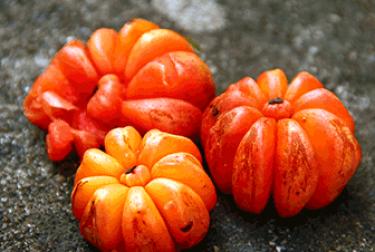 ගුණ සපිරි ගොරකා