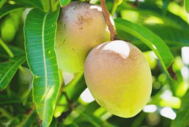 දිව්‍ය අමරසයට සම අඹ