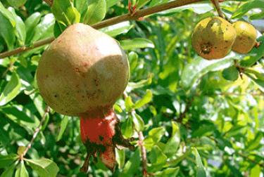 ආයුශ වඩවන  දෙළුම්