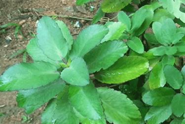 මුත්‍රා රෝග වලට ගුණදෙන හෙළ ඔසුව