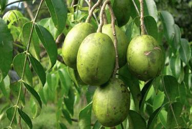ඇඹරැල්ලාවල ඇති ගුණ