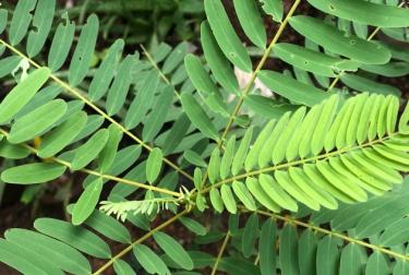 කතුරුමුරුංගා